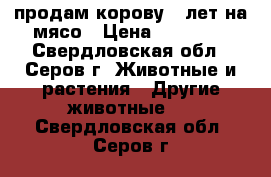 продам корову 5 лет на мясо › Цена ­ 50 000 - Свердловская обл., Серов г. Животные и растения » Другие животные   . Свердловская обл.,Серов г.